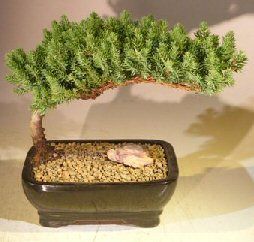 Juniper Bonsai Tree - Medium  (Juniper Procumbens "nana")