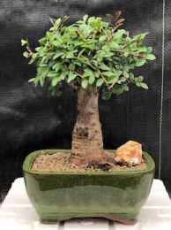 Chinese Elm Bonsai Tree - Aged  Straight Trunk Style - Large  (ulmus parvifolia)