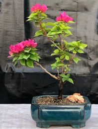 Flowering Bougainvillea Bonsai Tree - Small   (Pink Pixie)