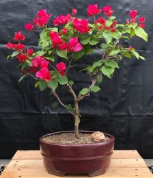 Flowering Red Bougainvillea Bonsai Tree -Upright   (Pink Pixie)