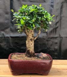 Flowering Fukien Tea Bonsai Tree - Upright  Aged - Large   (ehretia microphylla)