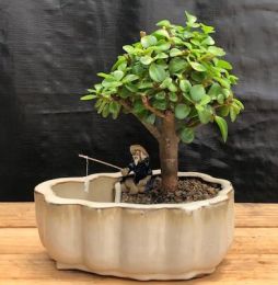 Baby Jade Bonsai Tree Land/Water Pot With Scalloped Edges (Portulacaria Afra)