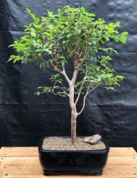 Flowering Jaboticaba Bonsai Tree - Large   (eugenia cauliflora)