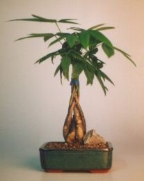 Braided Money Bonsai Tree - 'Good Luck Tree' Medium  (pachira aquatica)