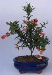 Flowering & Fruiting  Dwarf Pomegranate - Small  (Punica Granatum 'nana')