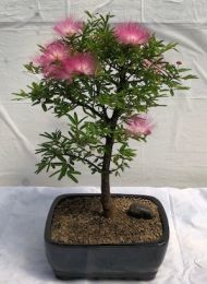 Flowering Powder Puff Bonsai Tree - Large   (Calliandra Haematocephala)