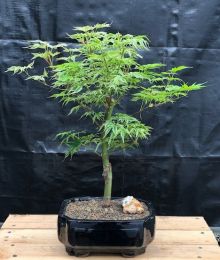 Dwarf Japanese Maple Bonsai Tree  (acer palmatum 'Ikandi')
