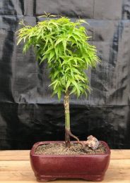 Dwarf Japanese Maple Bonsai Tree (Acer palmatum 'Akita yatsubusa')