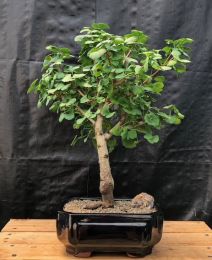 Ginkgo Bonsai Tree  (Ginkgo biloba â€˜Marikenâ€™)