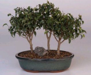 Ficus Too Little Bonsai Tree - Forest Group ( ficus benjamina   "too little")