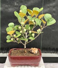 Mistletoe Fig Bonsai Tree  (ficus diversifolia)