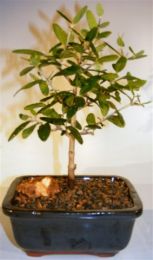Flowering and Fruiting Arbequina Olive Bonsai Tree  (arbequina)