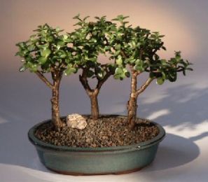 Baby Jade - 3 Bonsai Tree Group  (portulacaria afra)