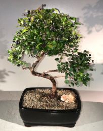 Sweet Plum Curved Trunk Bonsai Tree Large   (sageretia theezans)