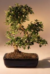 Fukien Tea Flowering Bonsai Tree  - Extra Large Curved Trunk Style  (ehretia microphylla)