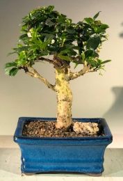 Flowering Fukien Tea Bonsai Tree - Upright  Aged - Medium   (ehretia microphylla)