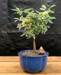Golden Hawaiian Umbrella Bonsai Tree - Small  (arboricola schefflera 'luseanne')