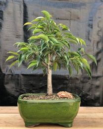 Oriental Ficus Bonsai Tree - Medium  (ficus benjamina 'orientalis')