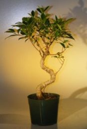 Pre Bonsai Ficus Retusa Bonsai - Large  Curved Trunk Style