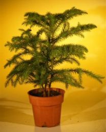 Pre Bonsai Norfolk Island Pine  (Araucaria Heterophila)