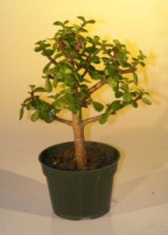 Pre Bonsai Baby Jade Bonsai Tree  - Medium  (Portulacaria Afra)