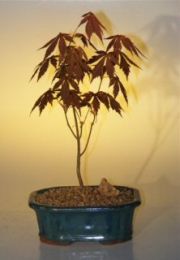 Japanese Red Maple Bonsai Tree - Small  (acer palmatum 'atropurpureum')