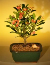 Flowering Crown of Thorns Bonsai Tree - Red / Salmon  (euphorbia milii)