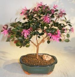 Flowering Chinese Fringe Bonsai Tree   (loropetalum chinensis)