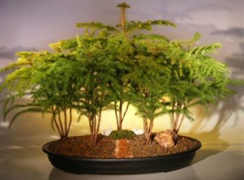 Norfolk Island Pine Bonsai Tree Forest  Five Cluster Planting  (araucaria heterophila)