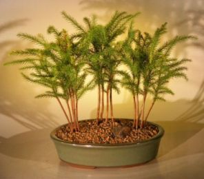 Norfolk Island Pine Bonsai Tree  Three (3) Tree Forest Group   (araucaria heterophila)