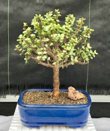 Baby Jade  Bonsai Tree - Large  Aged and Variegated   (portulacaria afra variegata)
