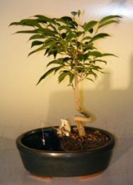 Ficus Bonsai Tree in a Water/Land Container Coiled Trunk Style  (ficus 'orientalis')