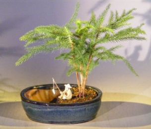 Norfolk Island Pine Bonsai Tree   Land/Water Pot- Medium   (Araucaria Heterophila)