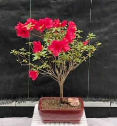 Flowering Tropical Red Azalea Bonsai Tree   (rhododendron 'red vivid')