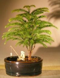 Norfolk Island Pine Bonsai Tree  Land/Water Pot - Small   (Araucaria Heterophila)