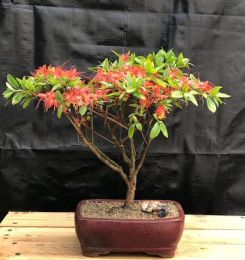 Flowering Chojuho Azalea Bonsai Tree   (Chojuho Satsuki Azalea)