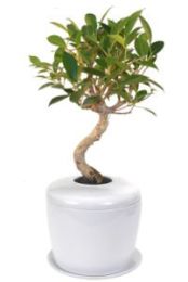 Ficus Retusa Curved Trunk Bonsai Tree &  Porcelain Ceramic Cremation Urn  with Matching Humidity / Drip Tray